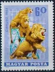 Circus - African Lion (Panthera leo)