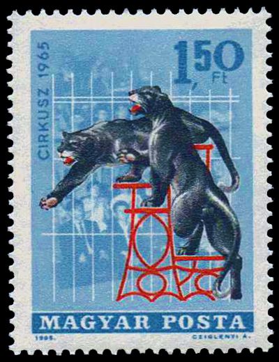 Circus - Black Leopard (Panthera pardus)