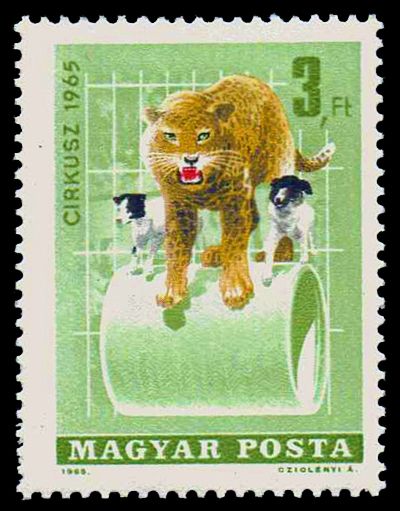 Circus - Leopard, Dogs