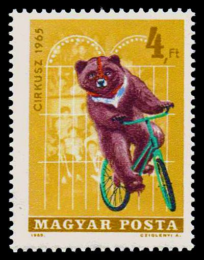 Circus - Asian Black Bear (Ursus thibetanus) on Bike