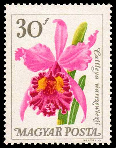 Warscewicz's Cattley's orchid (Cattleya warscewiczii)