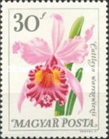 Cattleya warszewiczii