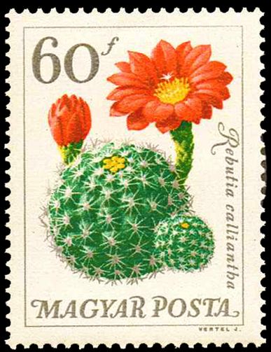 Rebutia wessneriana var. calliantha