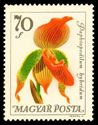 Paphiopedilum hybrid -Venus Slipper