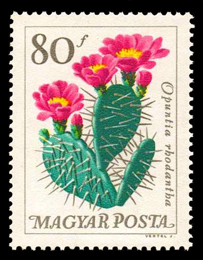Plains Pricklypear (Opuntia rhodantha)