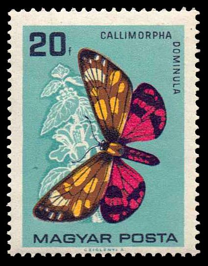 Scarlet Tiger Moth (Callimorpha dominula)