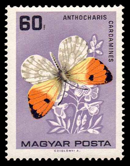 Orange Tip (Anthocharis cardamines)