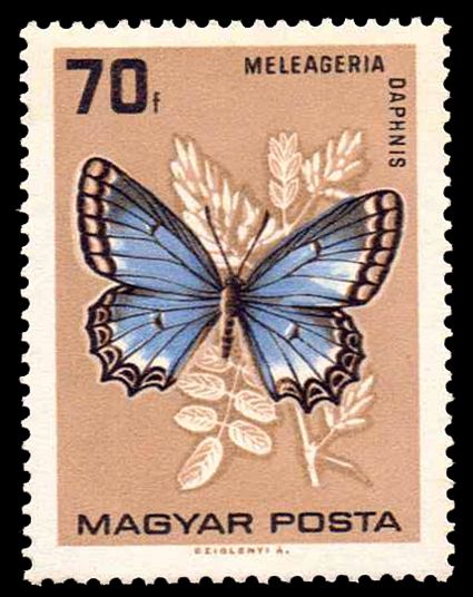 Meleager's Blue (Meleageria daphnis)