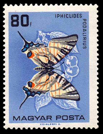 Scarce Swallowtail (Iphiclides podalirius)