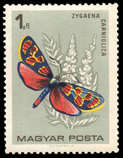 Crepuscular Burnet (Zygaena carniolica)