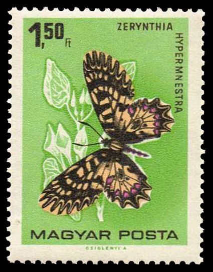Southern Festoon (Zerynthia hypermnestra)
