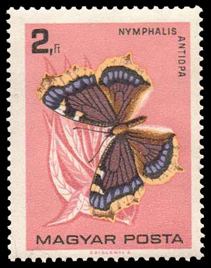 Camberwell Beauty (Nymphalis antiopa)