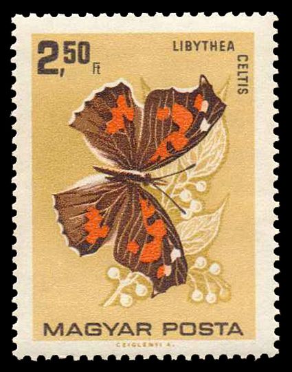 Nettle-tree Butterfly (Libythea celtis)
