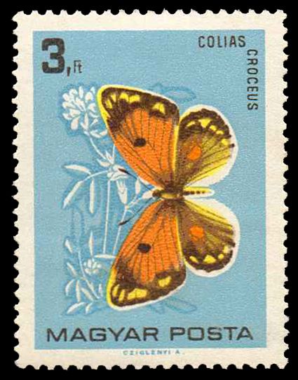 Clouded Yellow (Colias croceus)