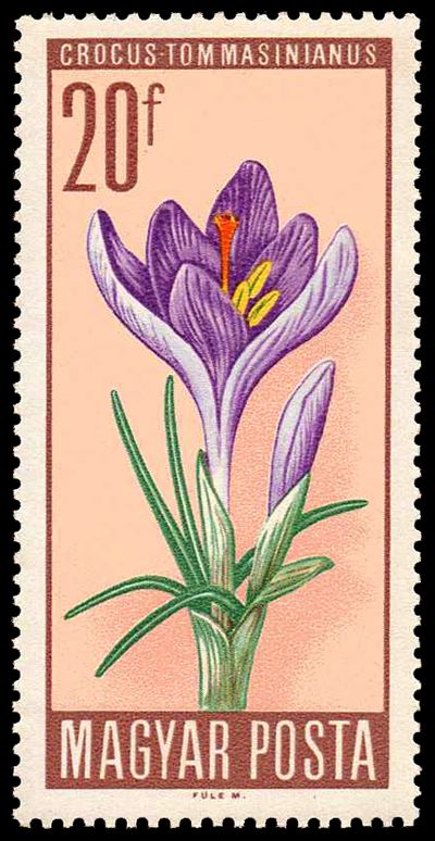 Woodland Crocus (Crocus tommasinianus)