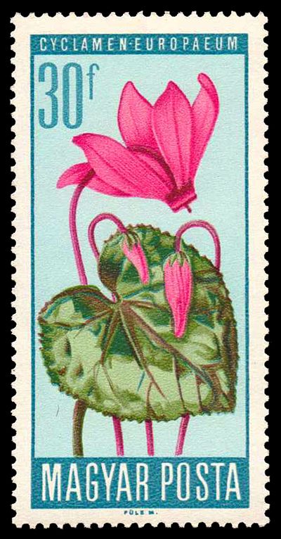 Alpine Cyclamen (Cyclamen purpurascens)