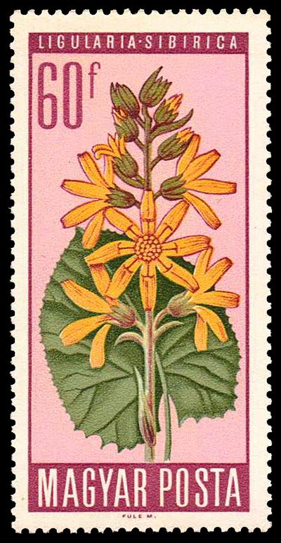Ligularia sibirica