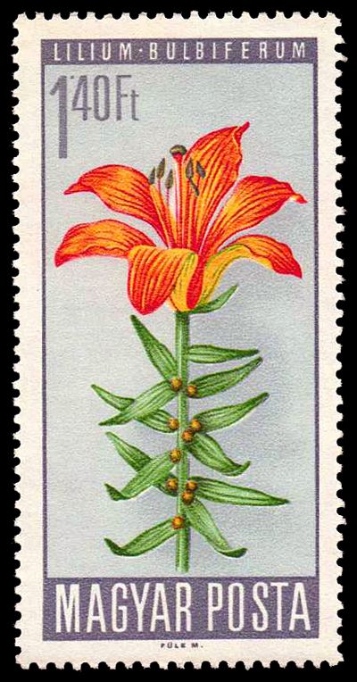 Fire Lily (Lilium bulbiferum)