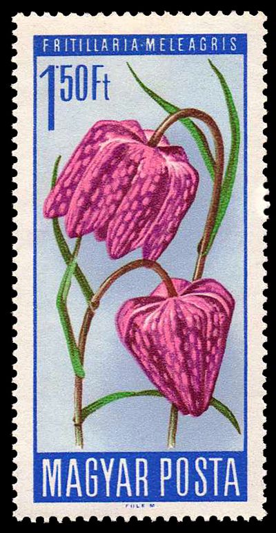 Snake's Head Fritillary (Fritillaria meleagris)