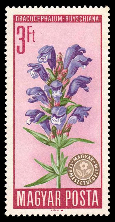 Dragonhead Mint (Dracocephalum ruyschiana)