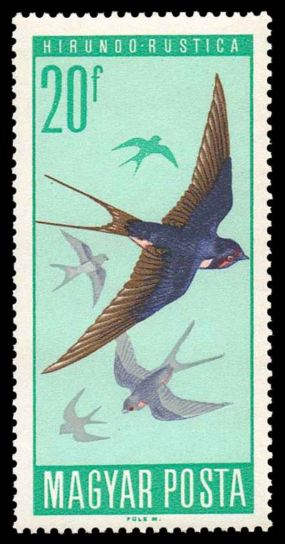 Barn Swallow (Hirundo rustica)