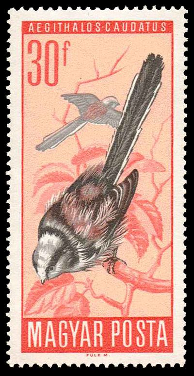 Longtailed Tit (Aegithalos caudatus)