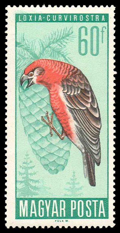 Red Crossbill (Loxia curvirostra)