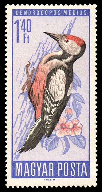 Middle Spotted Woodpecker (Dendrocopos medius)