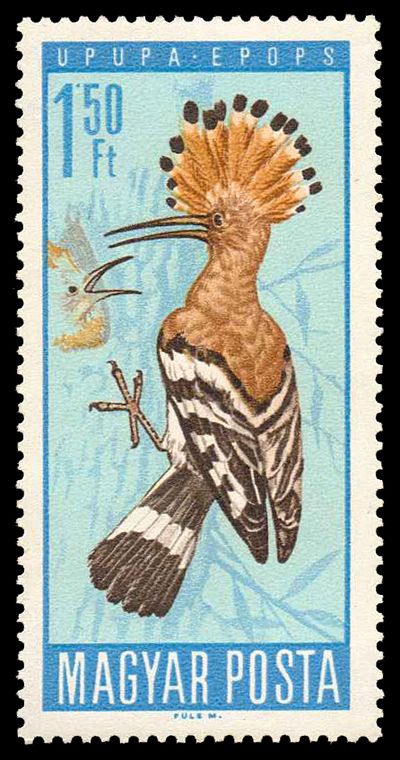 Eurasian Hoopoe (Upupa epops)