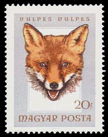 Red Fox (Vulpes vulpes)