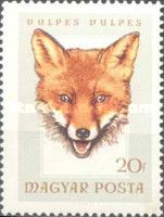 Red Fox (Vulpes vulpes)