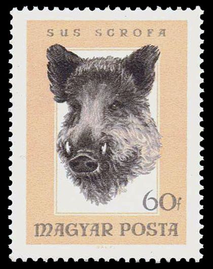 Wild Boar (Sus scrofa)