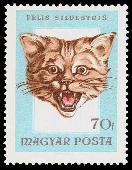 Wildcat (Felis silvestris)