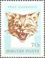 Wildcat (Felis silvestris)