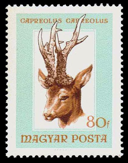 Western Roe Deer (Capreolus capreolus)