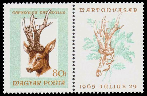Red Deer (Cervus elaphus)