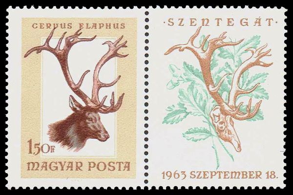 Red Deer (Cervus elaphus)