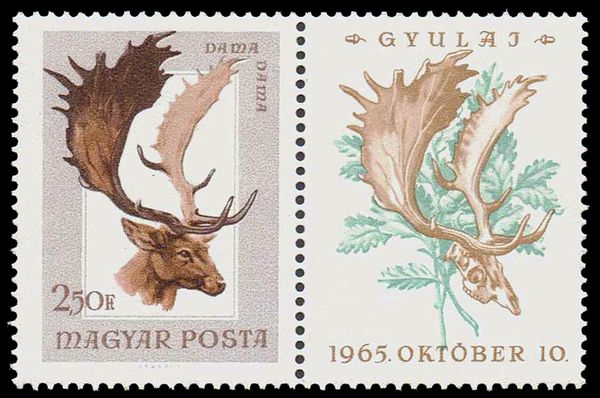 Common Fallow Deer (Dama dama)