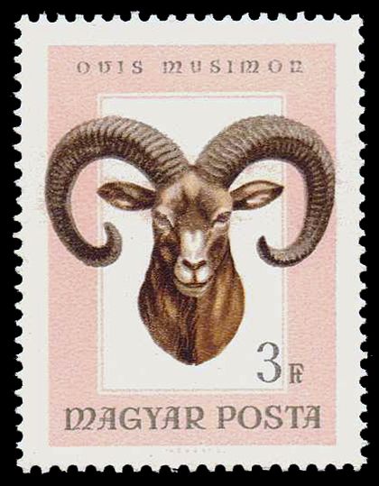 Mouflon (Ovis orientalis orientalis)
