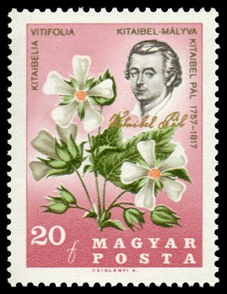 Pr. Pál Kitaibel(1757-'17)&Cedar Cup (Kitaibelia vitifolia)