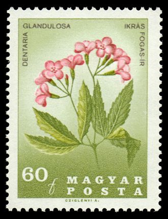 Cardamine (Dentaria glandulosa)