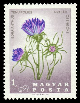 Grassy Bells (Edraianthus tenuifolius)