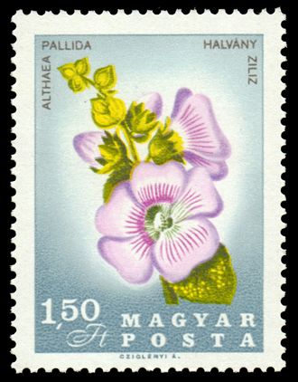 Hollyhocks (Althaea pallida)