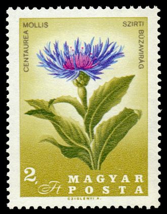 Mountain Cornflower (Centaurea mollis)