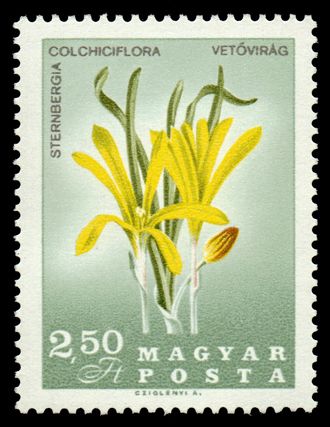 Sternbergia (Sternbergia colchiciflora)