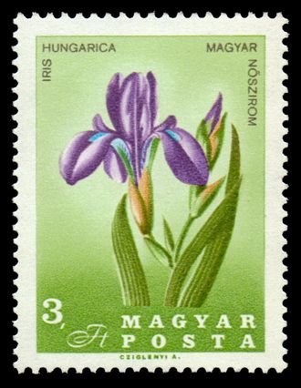 Steppe Iris (Iris aphylla subsp. hungarica)