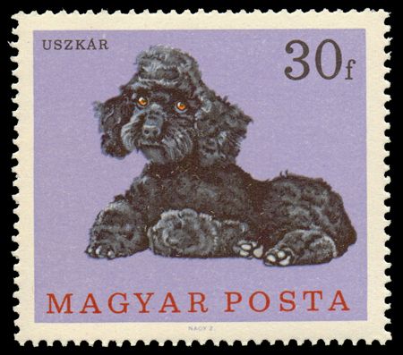 Poodle (Canis lupus familiaris)