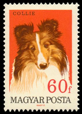 Collie (Canis lupus familiaris)