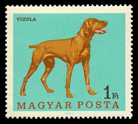 Magyar Vizsla (Canis lupus familiaris)