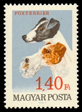 Fox Terrier (Canis lupus familiaris)